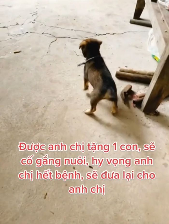 Bé cún may mắn còn sống sót sau vụ tiêu hủy: Lũn cũn cực đáng yêu