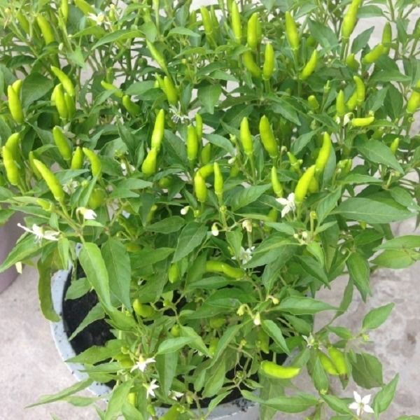 Bí kíp trồng ớt trong chậu nhỏ ngay tại nhà sai quả ăn quanh năm