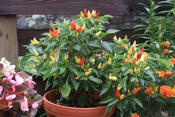 Bí kíp trồng ớt trong chậu nhỏ ngay tại nhà sai quả ăn quanh năm