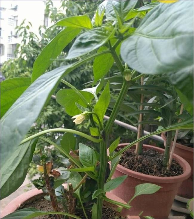 Bí kíp trồng ớt trong chậu nhỏ ngay tại nhà sai quả ăn quanh năm