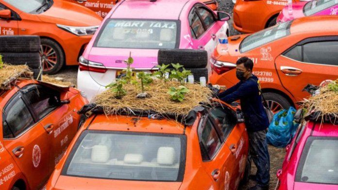 Tận dụng nóc xe taxi để không mùa dịch, biến bãi đậu xe thành vườn rau