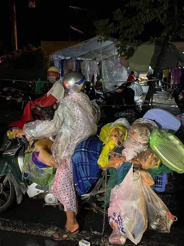 BS Trương Hữu Khanh: Tắm rửa sạch sẽ là thú cưng không thể lây Covid