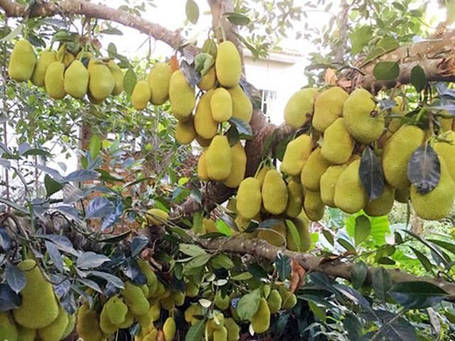 Cây mít mắn đẻ, trái mọc từ gốc đến ngọn, múi mít vàng ươm mà thèm