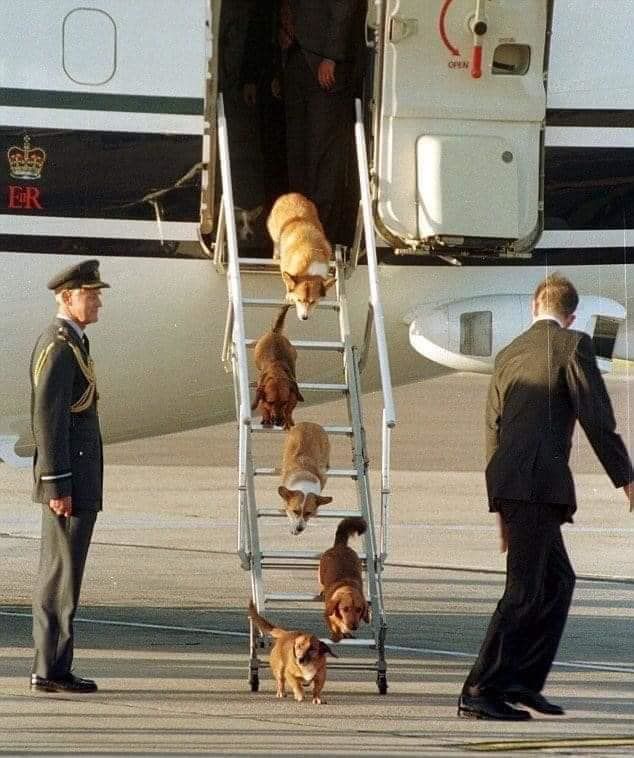Chó quý tộc đi du lịch: có máy bay riêng, cầu thang khó đi thì được bế
