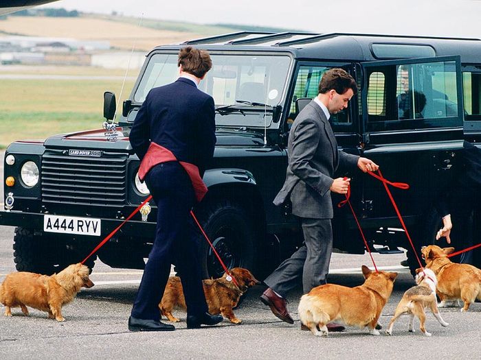 Chó quý tộc đi du lịch: có máy bay riêng, cầu thang khó đi thì được bế