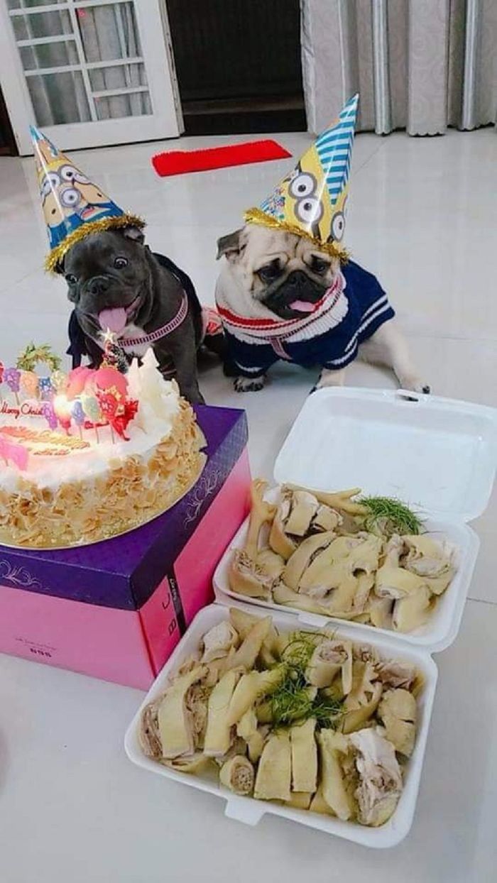 Chú chó bật khóc khi được tặng bánh kem, cho thổi nến mừng sinh nhật