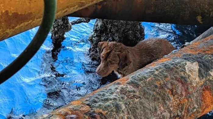 Chú chó siêu nghị lực: Bị lạc giữa biển đã bơi đến giàn khoan cầu cứu