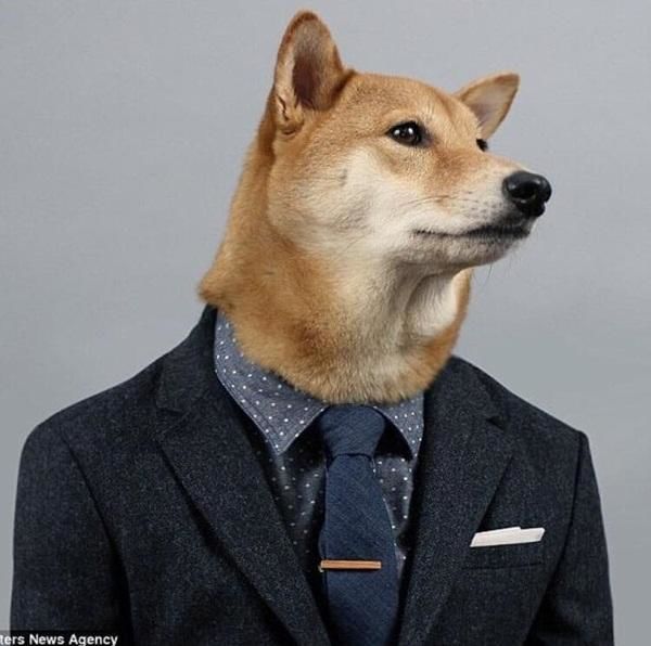 Chú chó đa biểu cảm: Làm mẫu ảnh nổi tiếng, lương tháng 300 triệu đồng
