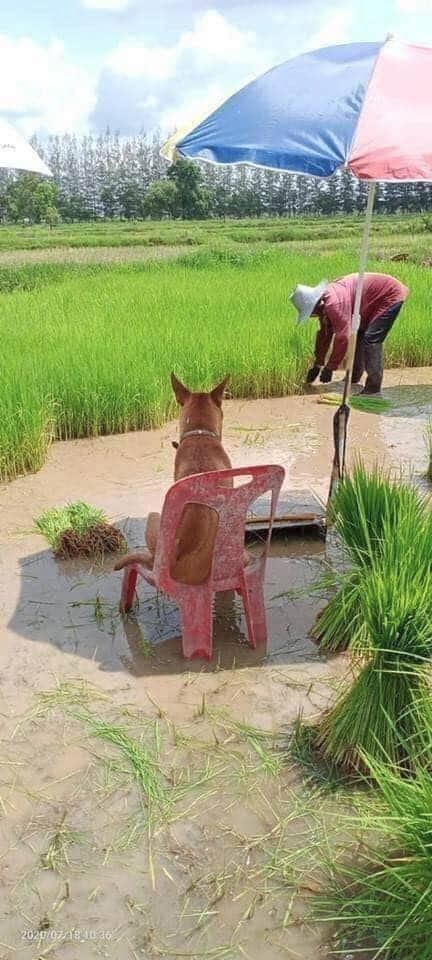 Chú chó mang tiếng đi cấy nhưng được ngồi ghế, lại có ô che nắng