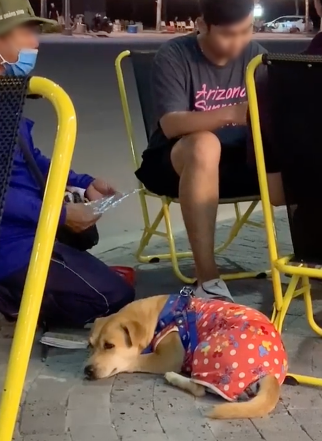 Chú chó mang tiếng đi cấy nhưng được ngồi ghế, lại có ô che nắng