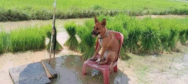 Chú chó mang tiếng đi cấy nhưng được ngồi ghế, lại có ô che nắng