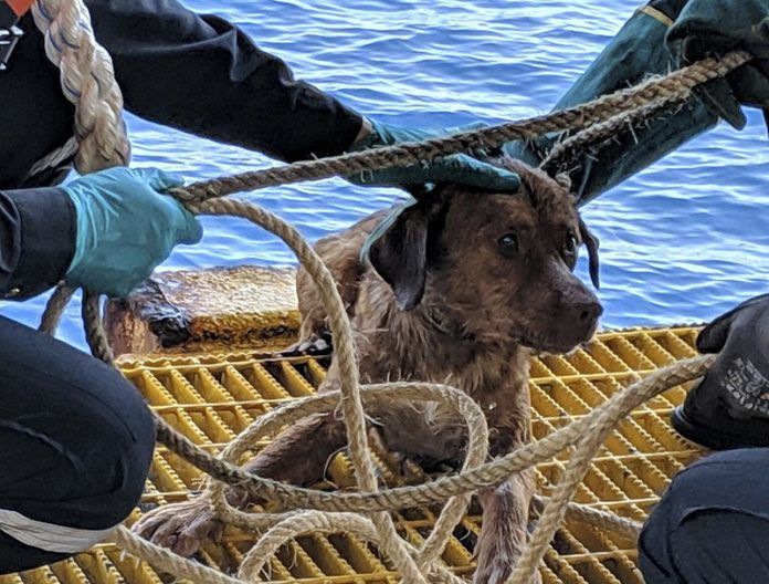 Chú chó siêu nghị lực: Bị lạc giữa biển đã bơi đến giàn khoan cầu cứu