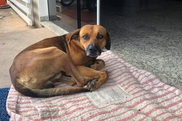 Chú chó trung thành chờ trước bệnh viện suốt 4 tháng sau khi chủ mất