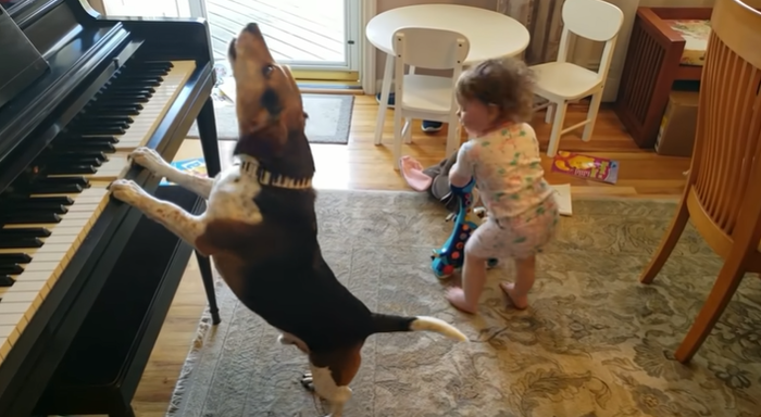 Chú chó yêu âm nhạc: Vừa đánh đàn piano vừa phiêu như nghệ sĩ 