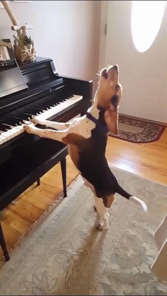 Chú chó yêu âm nhạc: Vừa đánh đàn piano vừa phiêu như nghệ sĩ