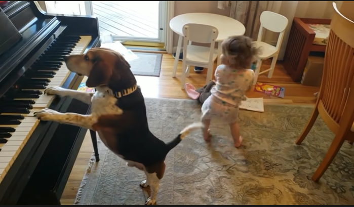 Chú chó yêu âm nhạc: Vừa đánh đàn piano vừa phiêu như nghệ sĩ 