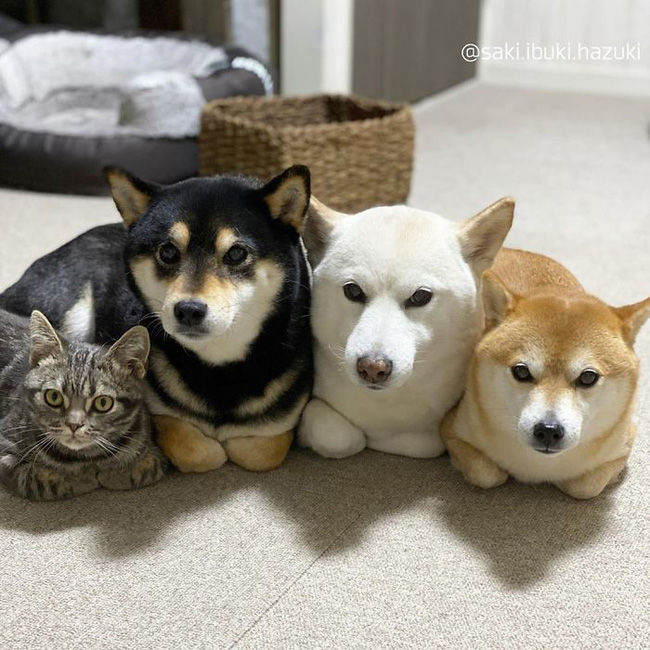 Chú mèo ở lâu với băng đảng Shiba: Không nhận ra đâu là mèo nữa