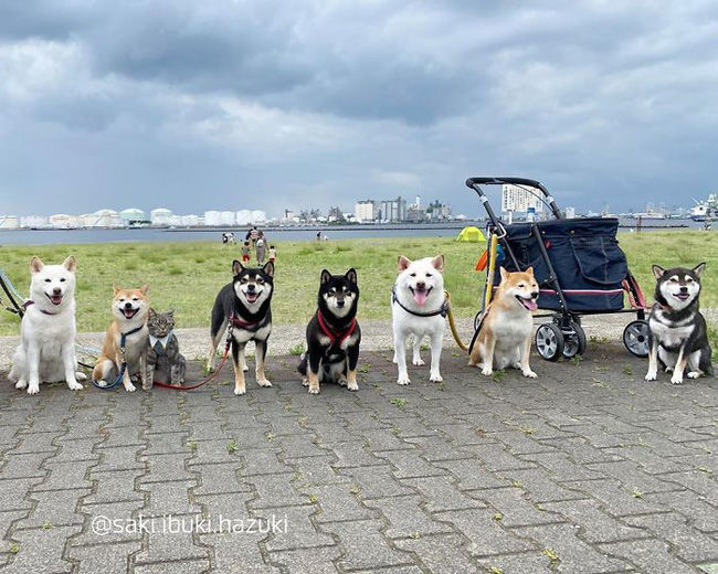 Chú mèo ở lâu với băng đảng Shiba: Không nhận ra đâu là mèo nữa