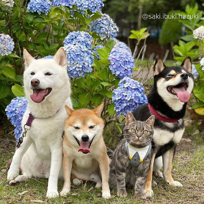 Chú mèo ở lâu với băng đảng Shiba: Không nhận ra đâu là mèo nữa