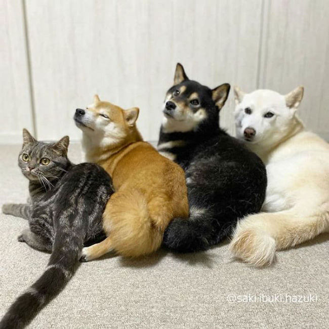 Chú mèo ở lâu với băng đảng Shiba: Không nhận ra đâu là mèo nữa
