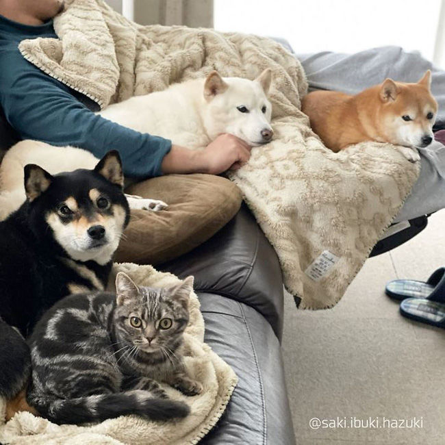 Chú mèo ở lâu với băng đảng Shiba: Không nhận ra đâu là mèo nữa