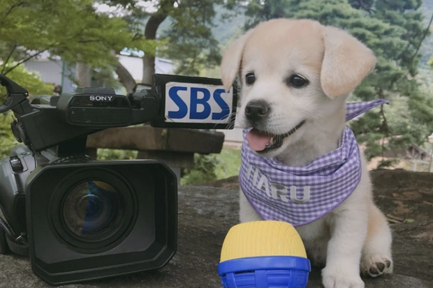 Cô cún đùng một phát thành boss quốc dân, được lên cả đài SBS