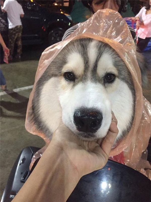 Cụ ông cẩn thận mặc áo mưa, đội mũ cho cún còn mình thì ướt sũng