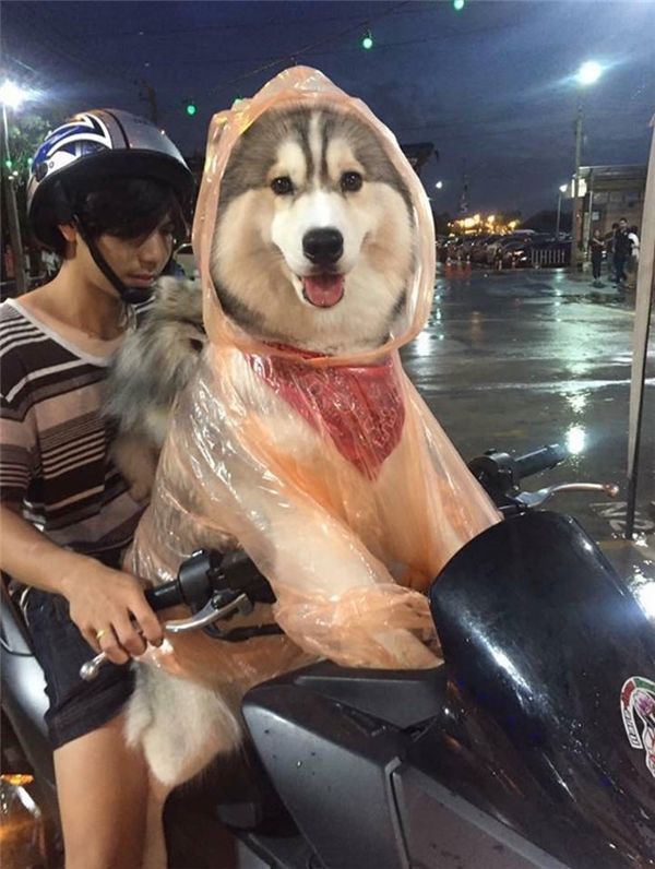 Cụ ông cẩn thận mặc áo mưa, đội mũ cho cún còn mình thì ướt sũng
