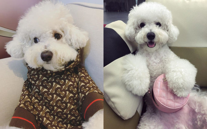 Đặc quyền cún cưng của sao Hàn: Jungkook (BTS) cưng tận nóc