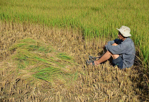 Dân miền Tây dù vô tư mấy cũng nhận ra triệu chứng của cơn bịnh ngặt