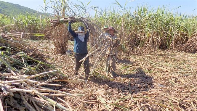 Dân miền Tây dù vô tư mấy cũng nhận ra triệu chứng của cơn bịnh ngặt