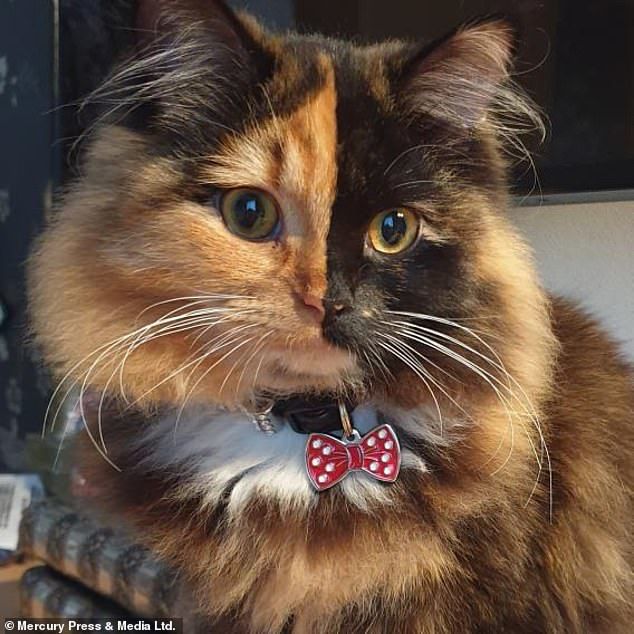 Do tai nạn bẩm sinh, em mèo bỗng nổi tiếng thế giới vì mặt hai màu