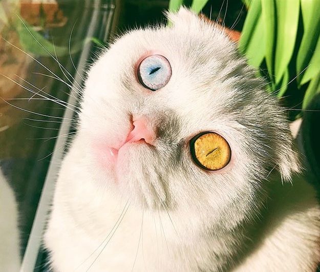 Do tai nạn bẩm sinh, em mèo bỗng nổi tiếng thế giới vì mặt hai màu
