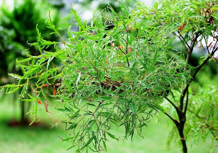 Giảm nám, sạch mụn, thu nhỏ lỗ chân lông chỉ với nước cốt đinh lăng