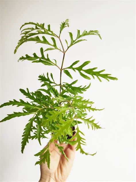 Giảm nám, sạch mụn, thu nhỏ lỗ chân lông chỉ với nước cốt đinh lăng