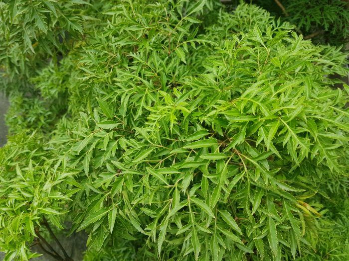 Giảm nám, sạch mụn, thu nhỏ lỗ chân lông chỉ với nước cốt đinh lăng