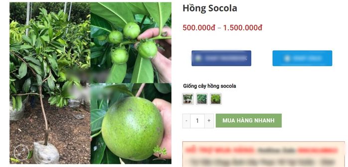 Hết hồn loại quả vị socola: Giá gần nửa triệu, Việt Nam cũng có trồng