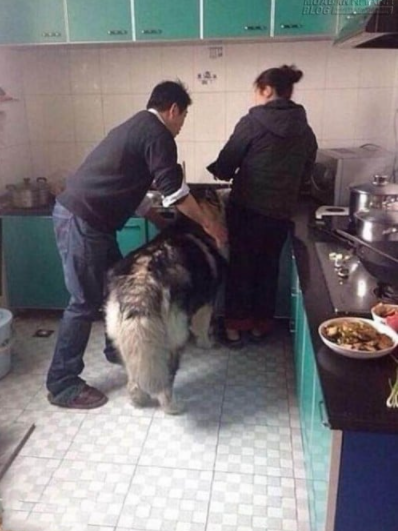 Husky đi ăn vụng bị chủ bắt: Vẫn cố thanh minh, làm như oan Thị Mầu