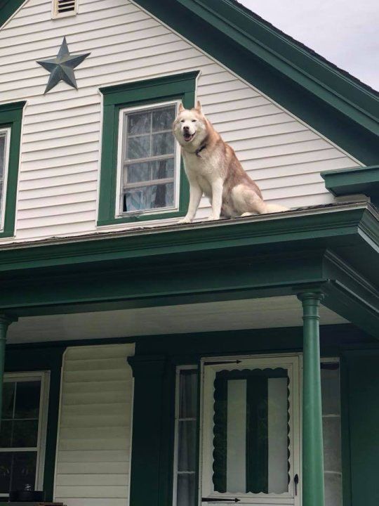 Husky nghịch dại leo tận mái nhà, hôn cảm ơn ân nhân khi được cứu