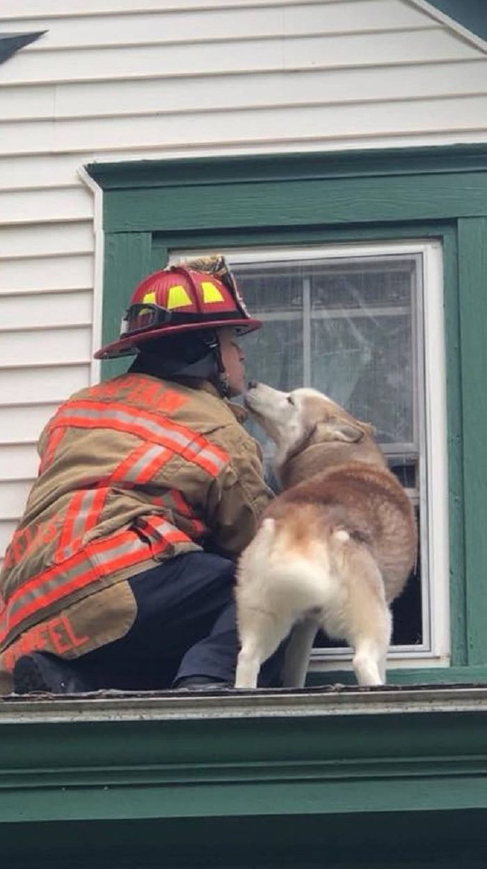 Husky nghịch dại leo tận mái nhà, hôn cảm ơn ân nhân khi được cứu