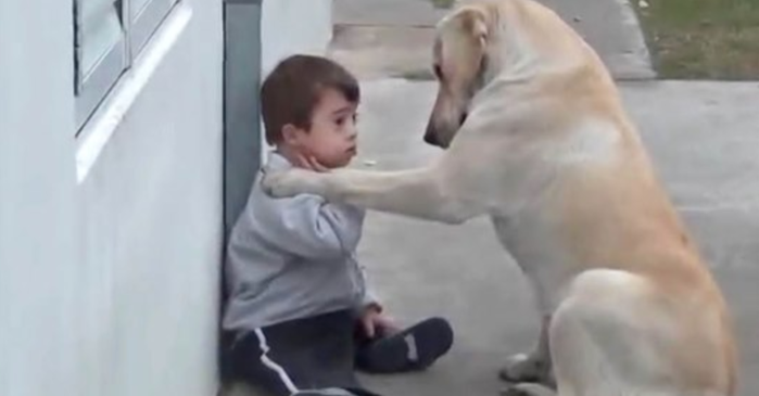 Chú chó kiên trì an ủi cậu bé mắc hội chứng Down: Mình làm bạn nhé