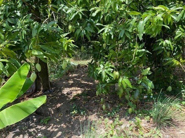 Khu vườn trái cây đi hoài không hết của sao Việt: Vân Trang 50.000 m2