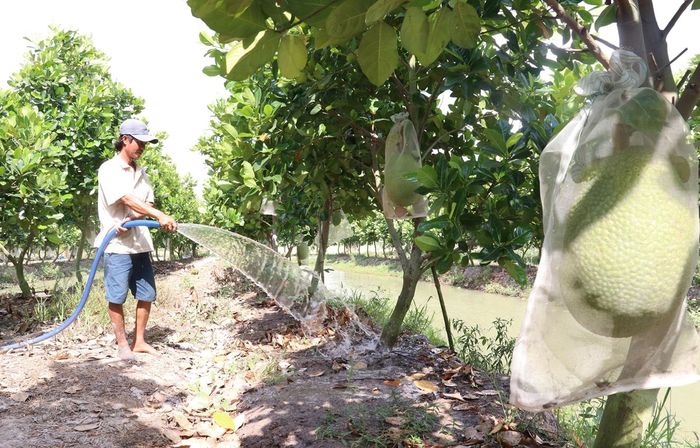 Kỳ lạ nghề ngửi mít thuê: Ngửi phát biết ngay mít ngon hay dở