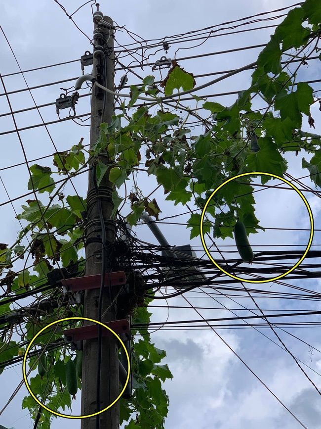 Lại thêm cây thanh long tạo phản, trái trên cột điện nhìn mà tức