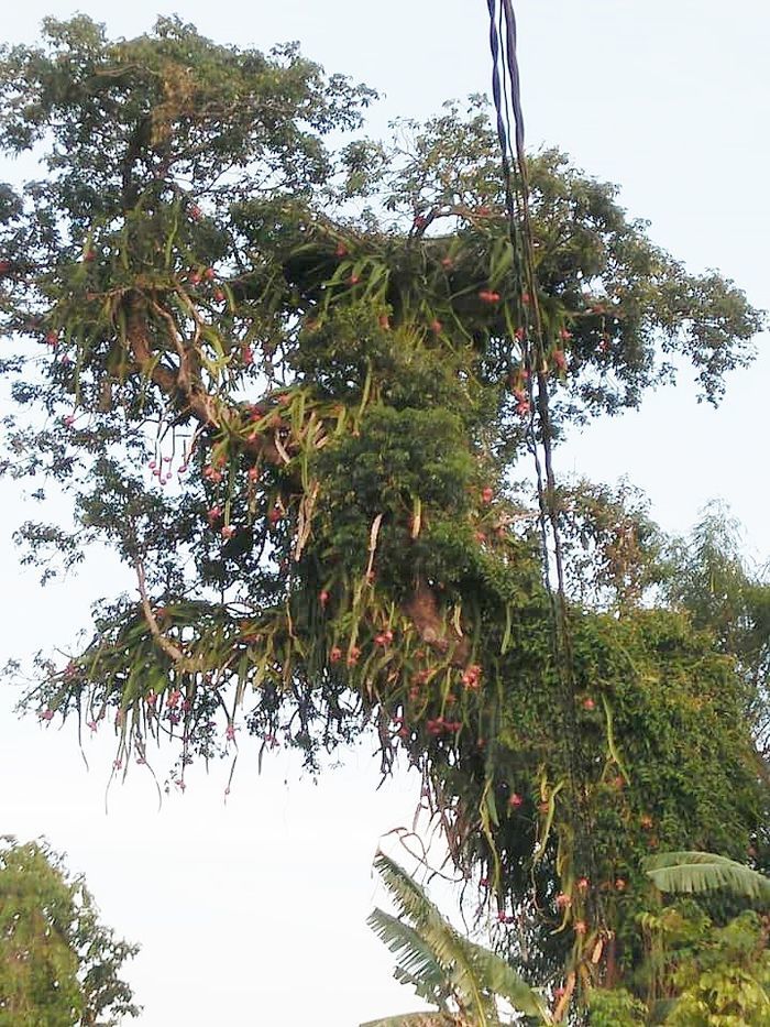 Lại thêm cây thanh long tạo phản, trái trên cột điện nhìn mà tức