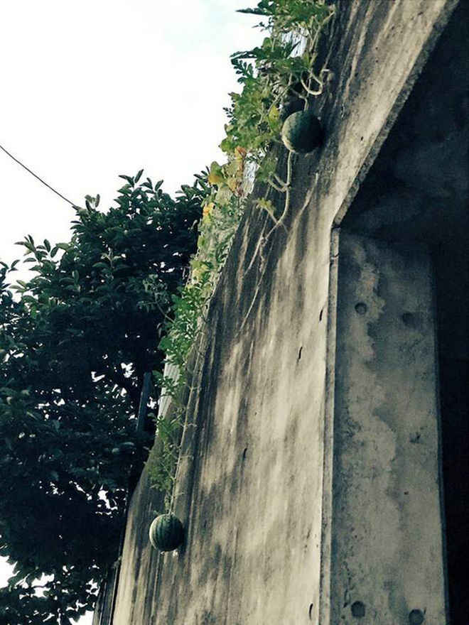 Lại thêm cây thanh long tạo phản, trái trên cột điện nhìn mà tức