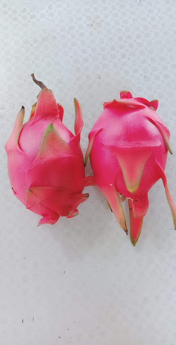 Lại thêm cây thanh long tạo phản, trái trên cột điện nhìn mà tức