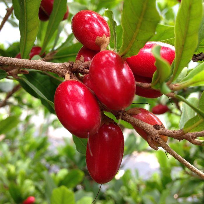 Loại quả lừa tình nhất thế giới: Ăn xong khổ qua cũng thành vị ngọt