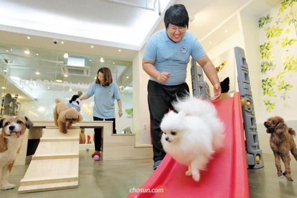 Lớp mẫu giáo cho thú cưng Hàn Quốc: Các boss còn bị kiểm tra bài cũ