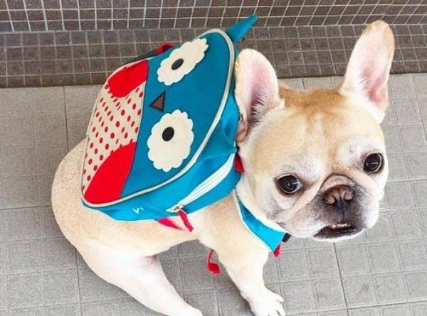 Lớp mẫu giáo cho thú cưng Hàn Quốc: Các boss còn bị kiểm tra bài cũ
